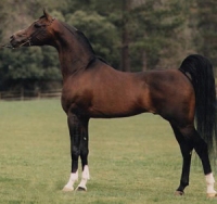 Арабская чистокровная порода лошадей: фото и описание