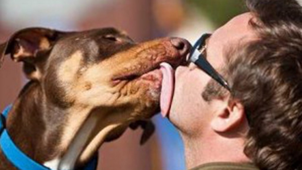собака целует хозяина
