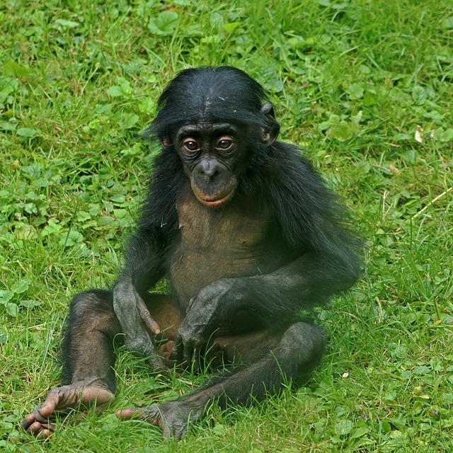 Карликовые шимпанзе бонобо