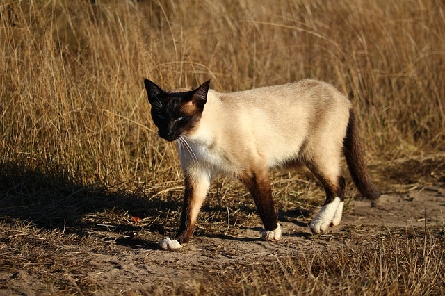 Сиамская кошка