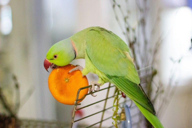 Питание ожерелового попугая