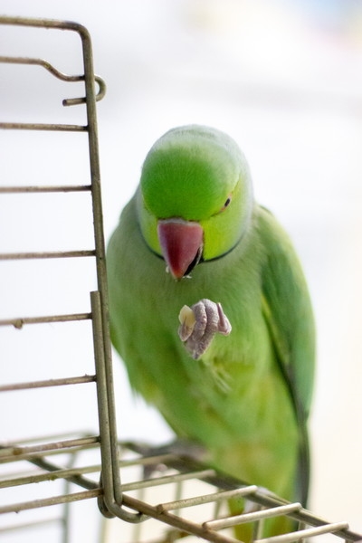 Питание ожерелового попугая
