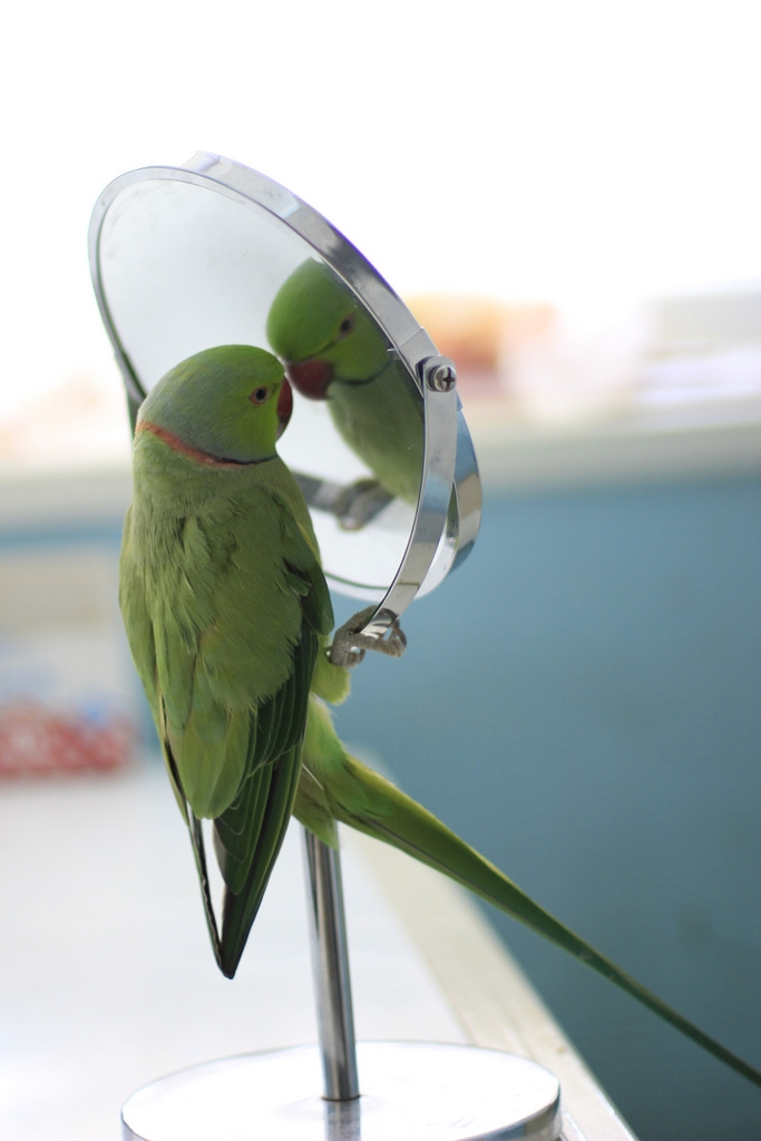 Линька ожерелового попугая. Как это было у нас