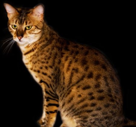 Порода кошек Египетский мау