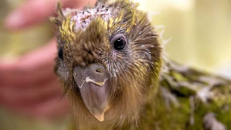 Лицом сова, телом – попугай: интересное о какапо
