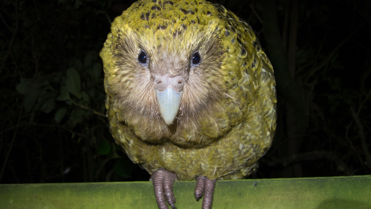 Лицом сова, телом – попугай: интересное о какапо