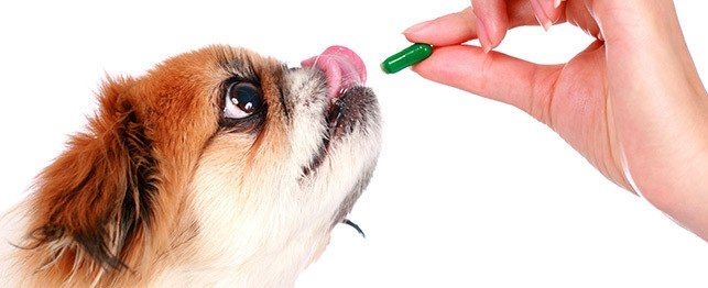 Как дать собаке таблетку
