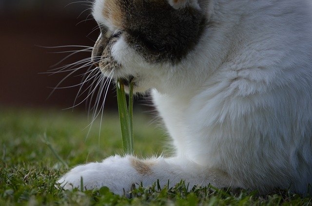 Трава для кошек. Почему кошки едят траву