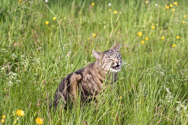 Трава для кошек. Почему кошки едят траву