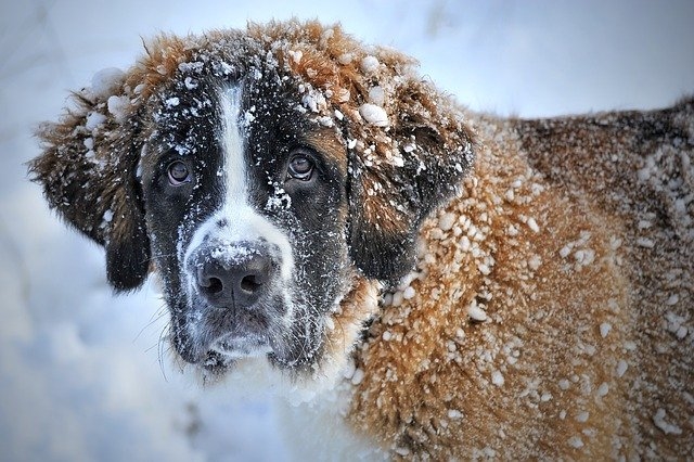 Обморожение у собаки симптомы и лечение