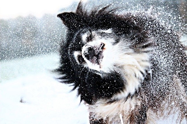 Обморожение у собаки симптомы и лечение