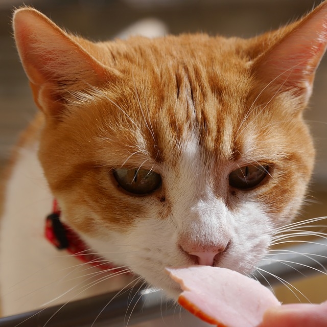 Как правильно кормить кошку? Можно ли сочетать влажный и сухой корм?