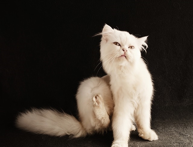 Как вывести блох у кошки, шампунь и капли как средства для лечения
