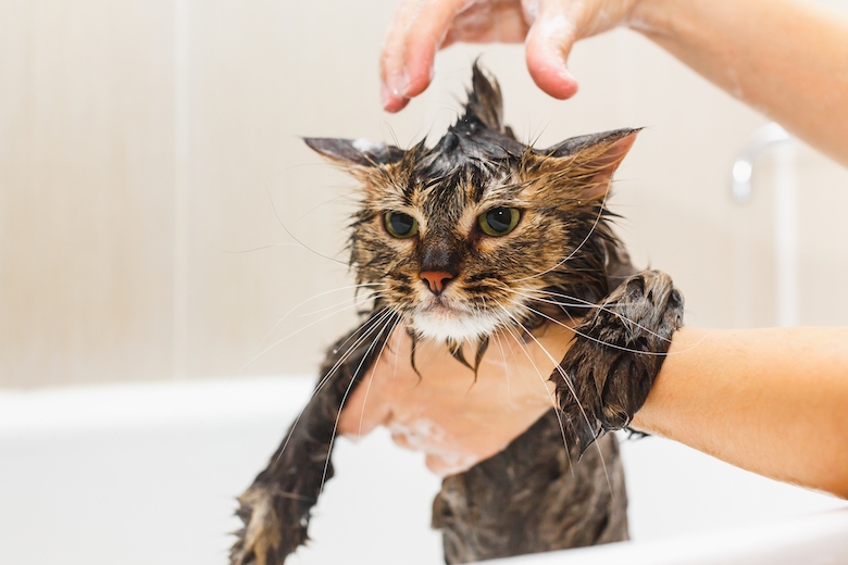 Как вывести блох у кошки, шампунь и капли как средства для лечения
