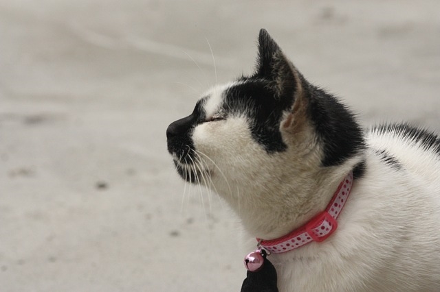 	 Как вывести блох у кошки, шампунь и капли как средства для лечения