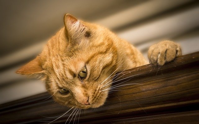 Шишка на хвосте у кота: причины, описание симптомов и методы лечения