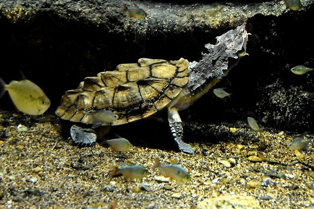 Экзотические домашние питомцы – бахромчатая черепаха из Южной Америки