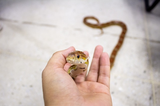 Маисовый полоз - змея для начинающих террариумистов