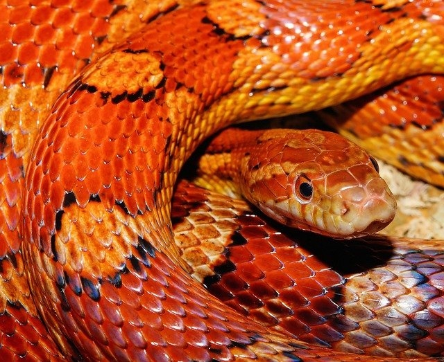 Маисовый полоз - змея для начинающих террариумистов