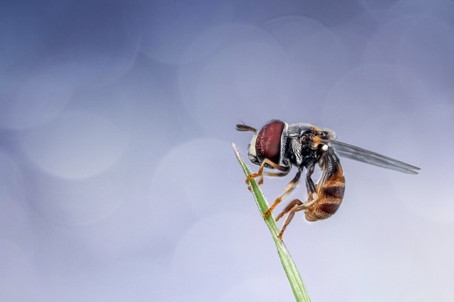 Описание мухи осовидки, внешний вид насекомого, ареал и жизненный цикл