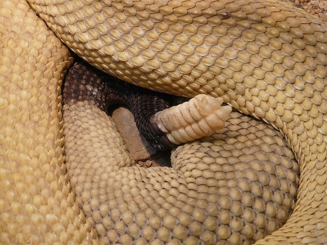 12 примечательных фактов о гремучих змеях