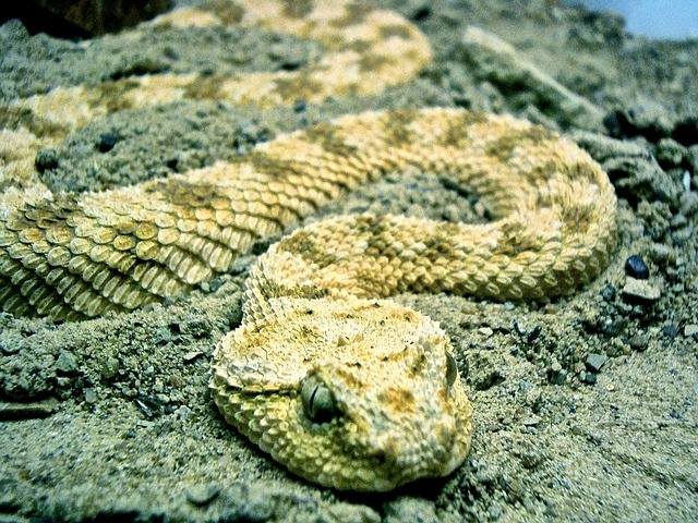 12 примечательных фактов о гремучих змеях