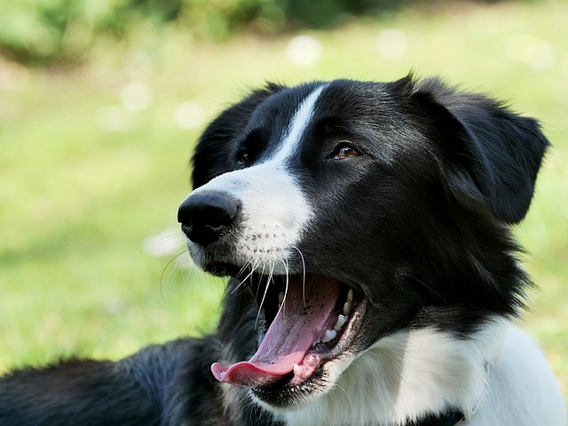 Собачья мимика: что означают выражения морды вашего питомца?