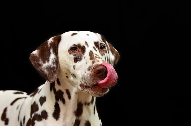 Собачья мимика: что означают выражения морды вашего питомца?