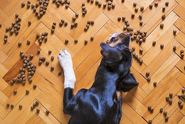 Как выбрать сухой корм для собак