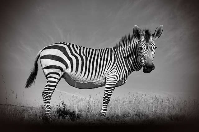 Зебра-солнечная лошадь