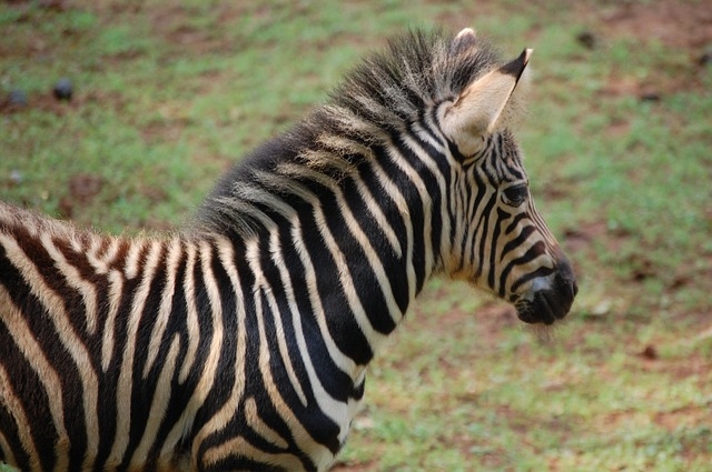 Зебра-солнечная лошадь