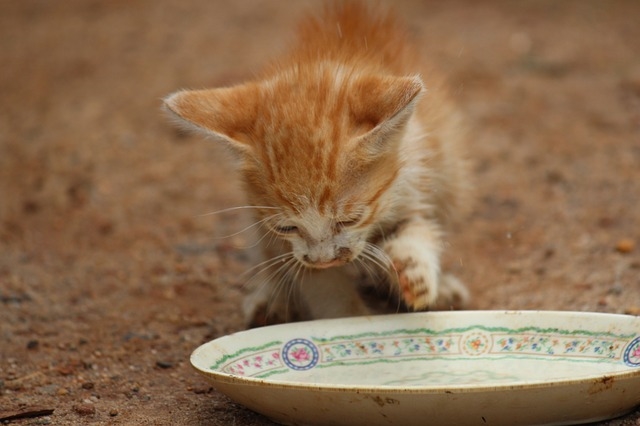 Молоко в рационе кошки: до какого возраста можно