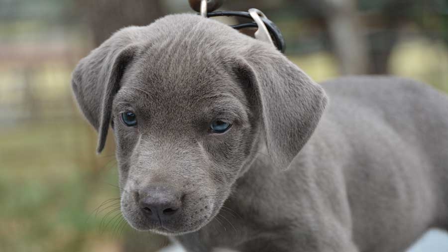 https://www.chaudharykennel.com/blue-lacy/
