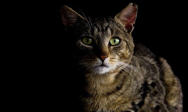 	 7 главных мифов о кошках, что важно знать о наших любимцах