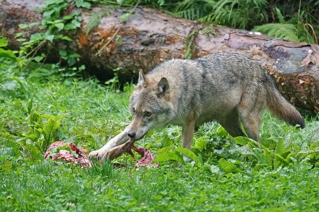 Животные в природе, волк