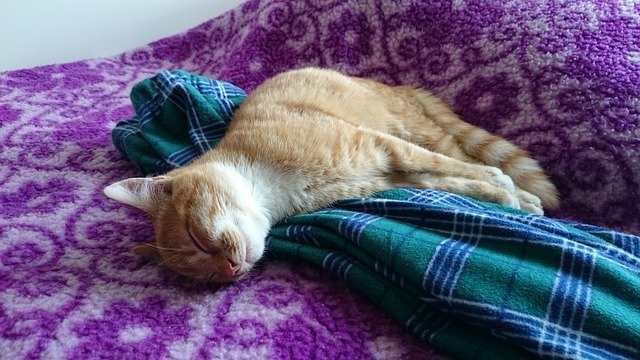 Спят на одежде хозяина: несколько странных кошачьих привычек и их значение