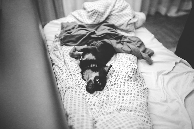 Можно ли брать собаку в постель?