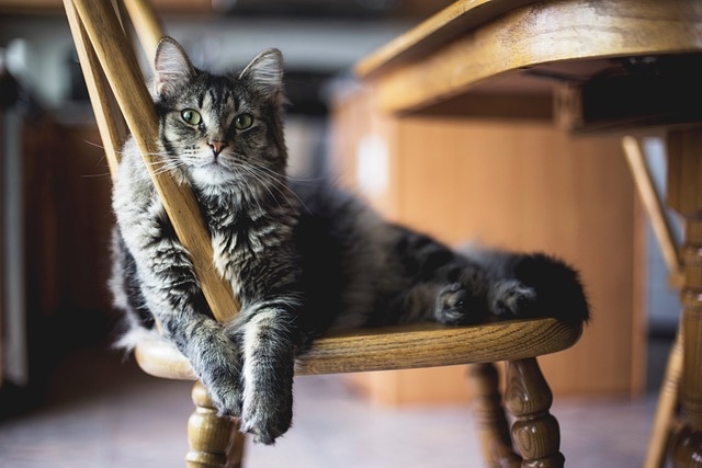 	 Ожирение у кошек: последствия, причины, меры профилактики и лечения