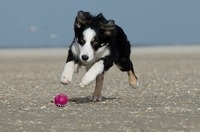 Развивающие игрушки для собак - залог развития и здоровья