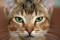 Абиссинская кошка характер, описание породы, фото