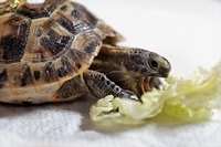 Как содержать черепаху в домашних условиях