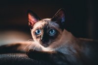 Сиамская кошка, описание, характер
