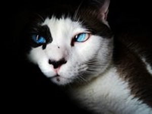 Шишка на хвосте у кота: причины, описание симптомов и методы лечения 