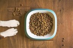 Как выбрать сухой корм для собак