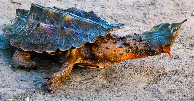 Экзотические домашние питомцы – бахромчатая черепаха из Южной Америки