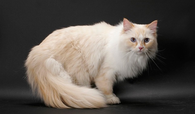 Порода кошек Рагамаффин, покладистый характер и компактный размер