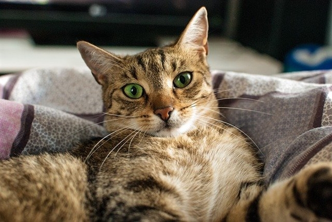 7 главных мифов о кошках, что важно знать о наших любимцах