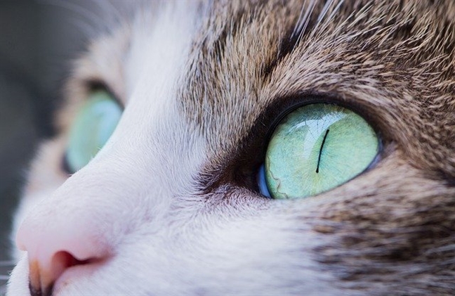 7 главных мифов о кошках. Что важно знать о наших любимцах?