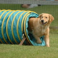 Спорт с собакой: виды спорта с четверолапым другом