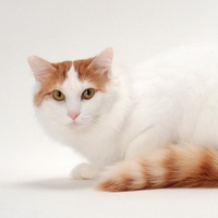 19 любопытных фактов о котах и кошках 
